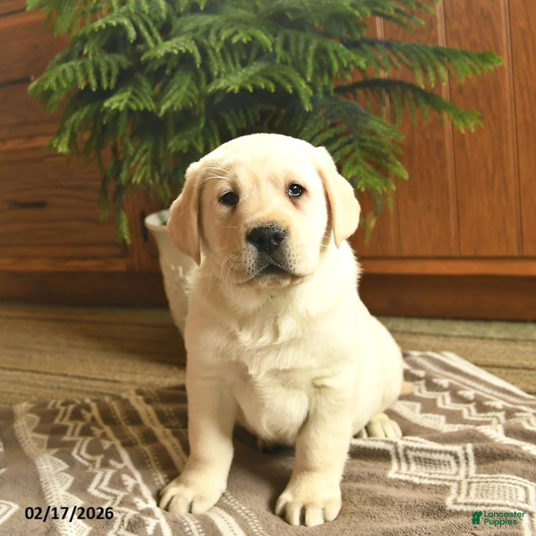 Labrador Retriever dogs for sale: Ghost  - Ad 4