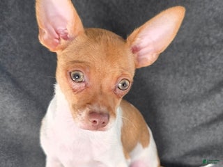 Chihuahua dogs Bobby - Ad 13