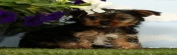Yorkshire Terrier dogs for sale: Kohan - Ad 3