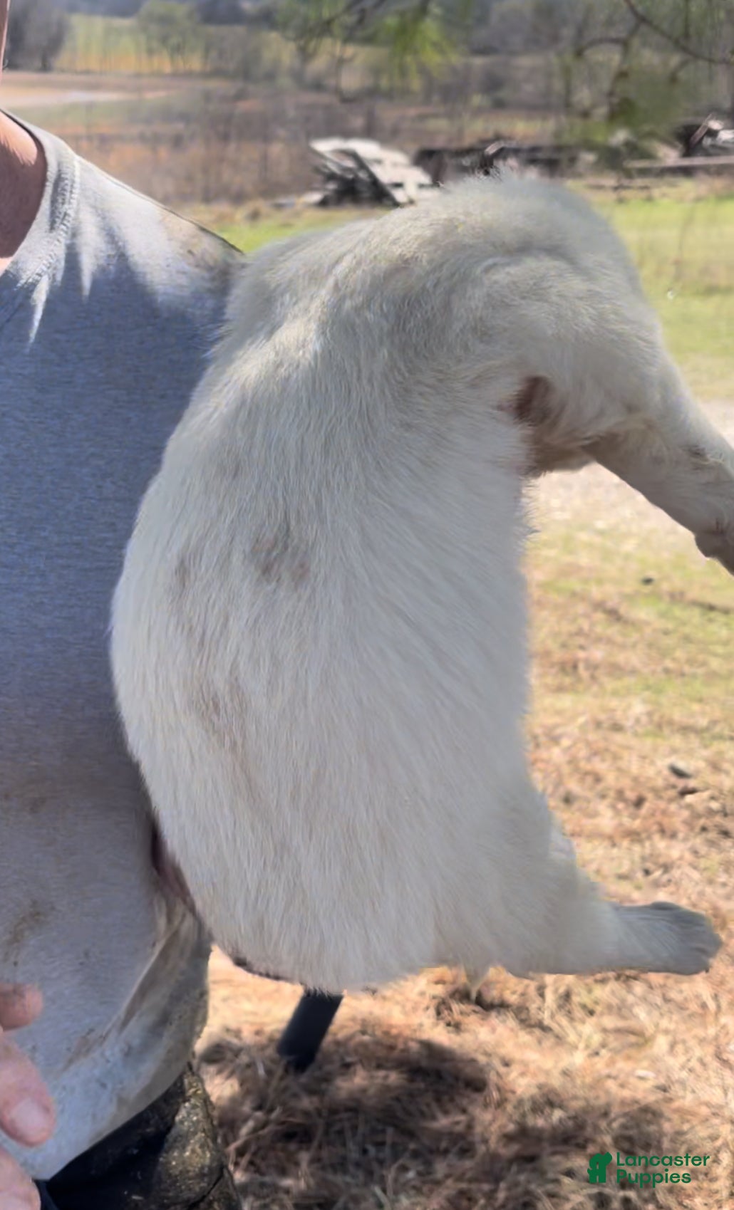 Mixed Breed dogs Mixed Breed Puppy 2 - Ad 2