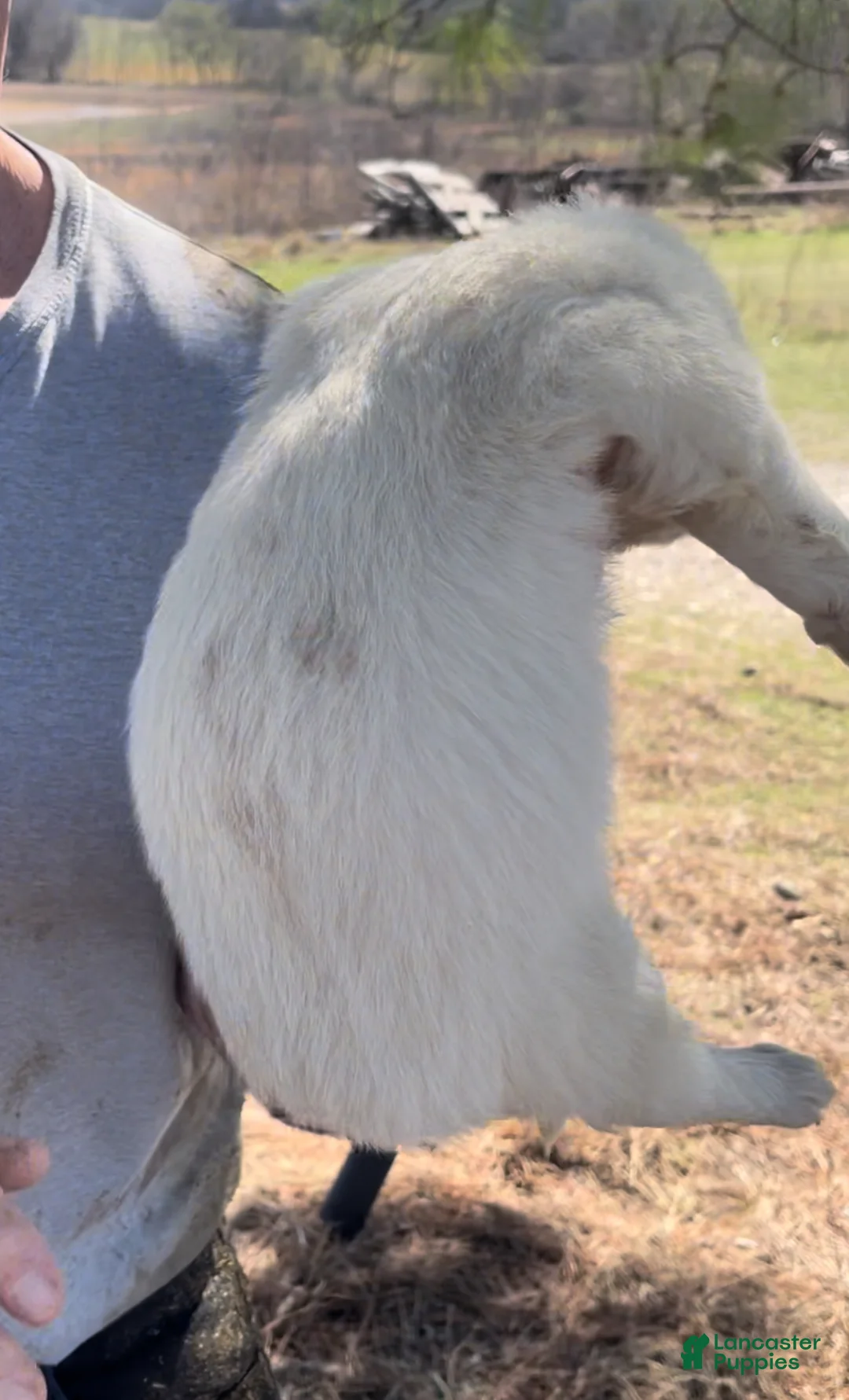 Mixed Breed dogs for sale: Mixed Breed Puppy 2 - Ad 2