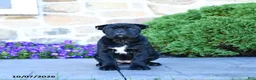 Cane Corso dogs for sale: Bri  - Ad 5