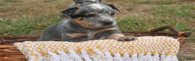 Butterball