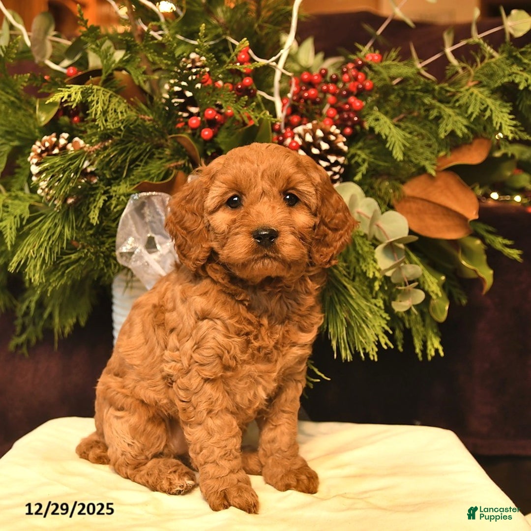 Cockapoo dogs for sale: Violet  - Ad 1