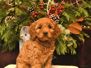 Cockapoo dogs Violet - Ad 39