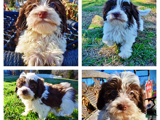 Havapoo dogs Simon - Ad 11