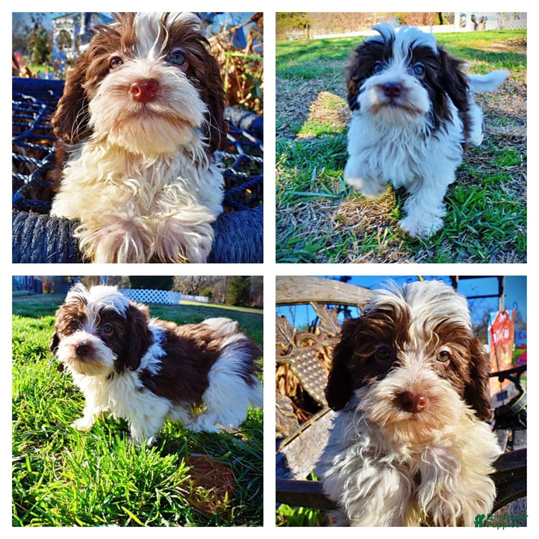 Havapoo dogs for sale: Simon - Ad 2