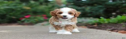 Cavapoo dogs for sale: Dolly - Ad 13