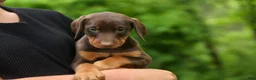 Doberman Pinscher dogs for sale:  Daisy (Red Rust) 🖤🐾 - Ad 20