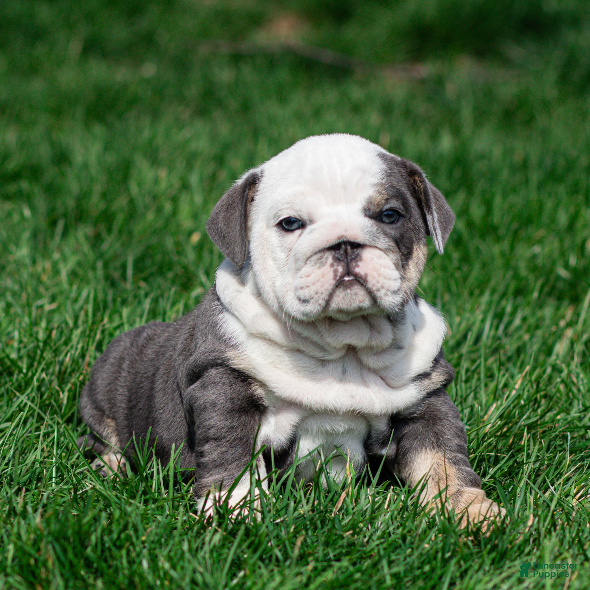 English Bulldog dogs Misty Harbor English Bulldog Puppy  - Ad 1