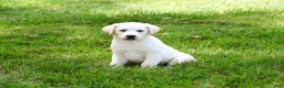 Labrador Retriever dogs for sale: Wanda  - Ad 5