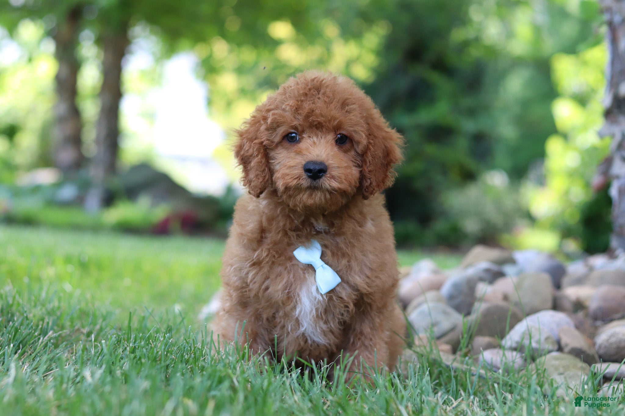 Cavapoo dogs Tucker - Ad 1