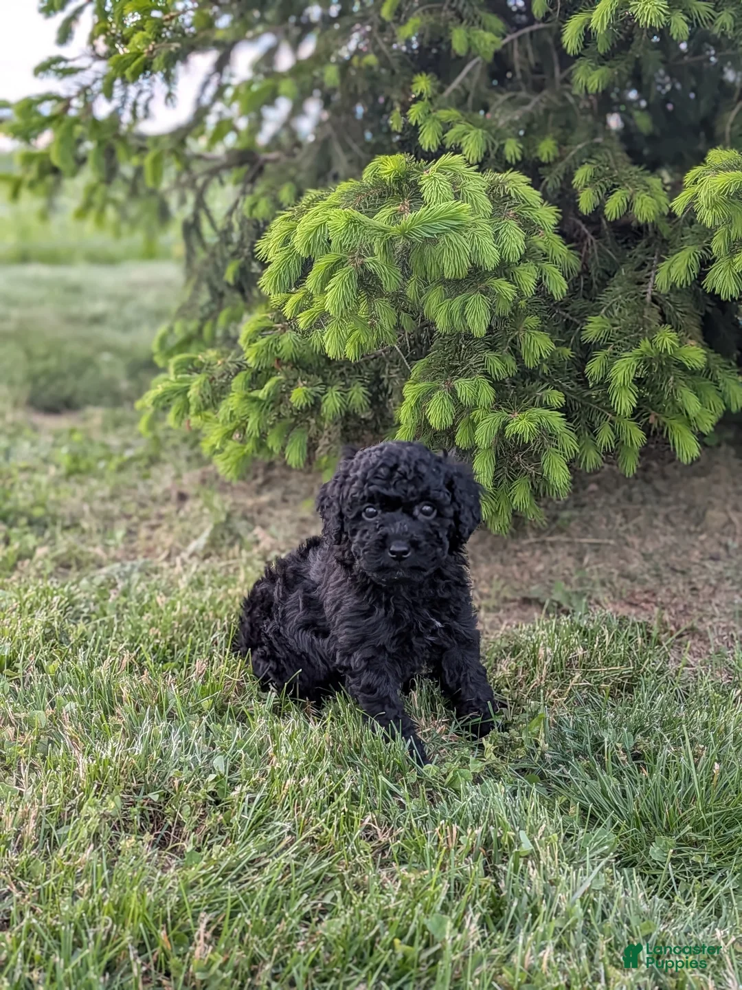 Miniature Poodle dogs for sale: Miniature Poodle Puppy 3 - Ad 1