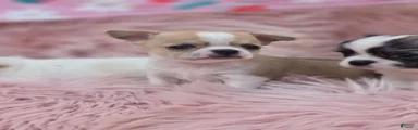 Chihuahua 3