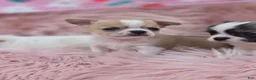 Chihuahua dogs for sale: Chihuahua 3 - Ad 1