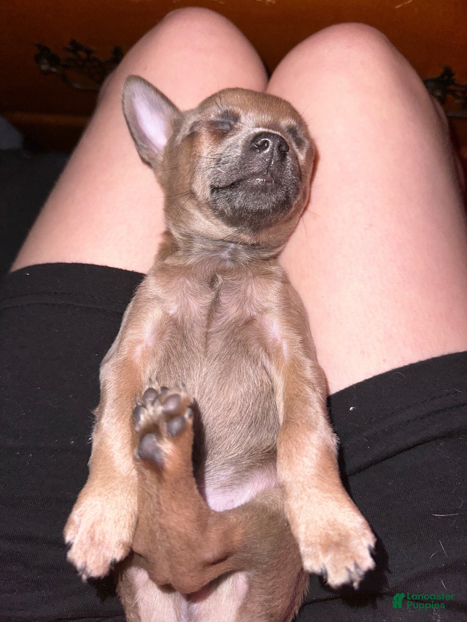 Chihuahua dogs Chihuahua 1 - Ad 33