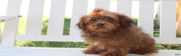 Shihpoo dogs for sale: LuLu - Ad 3