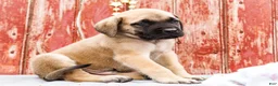 English Mastiff dogs for sale: Morris - Ad 13