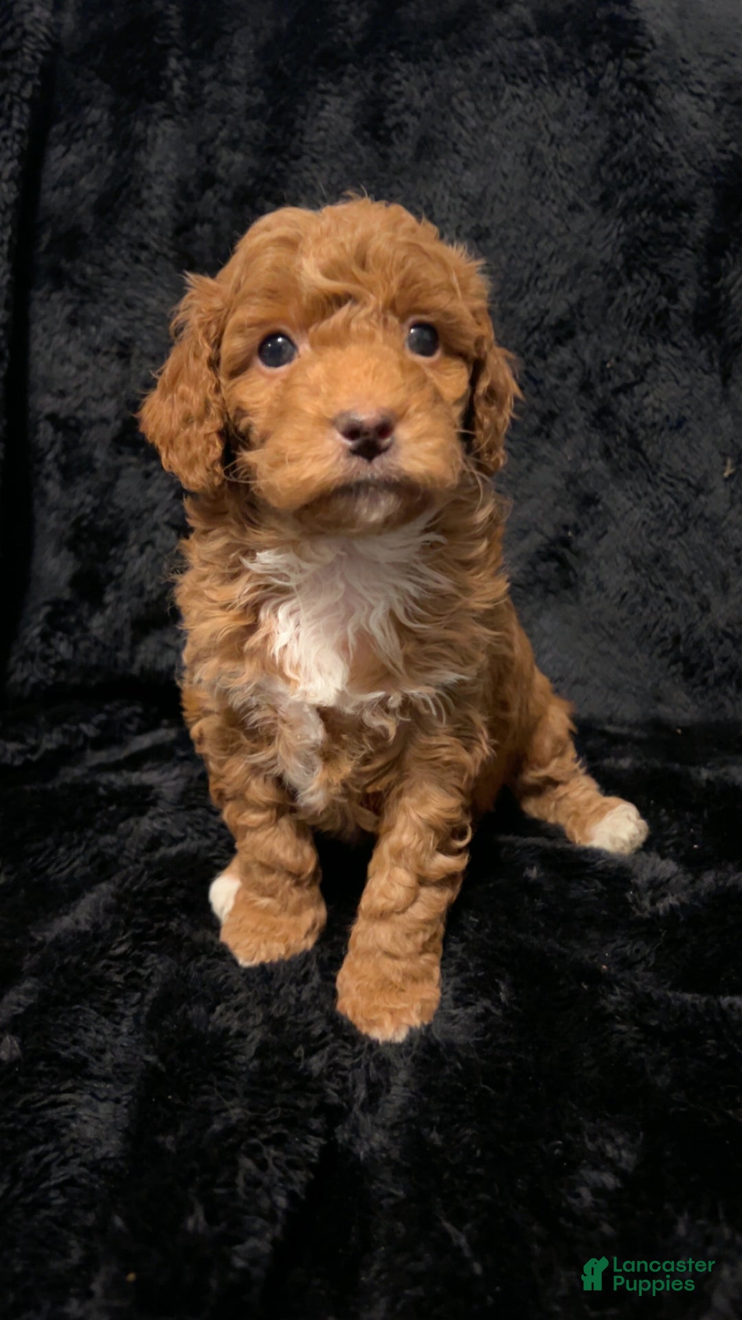 Mini Goldendoodle dogs for sale: Ms Grits - Ad 10