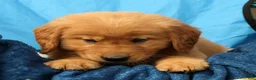 Golden Retriever dogs for sale: Quinn - Ad 9