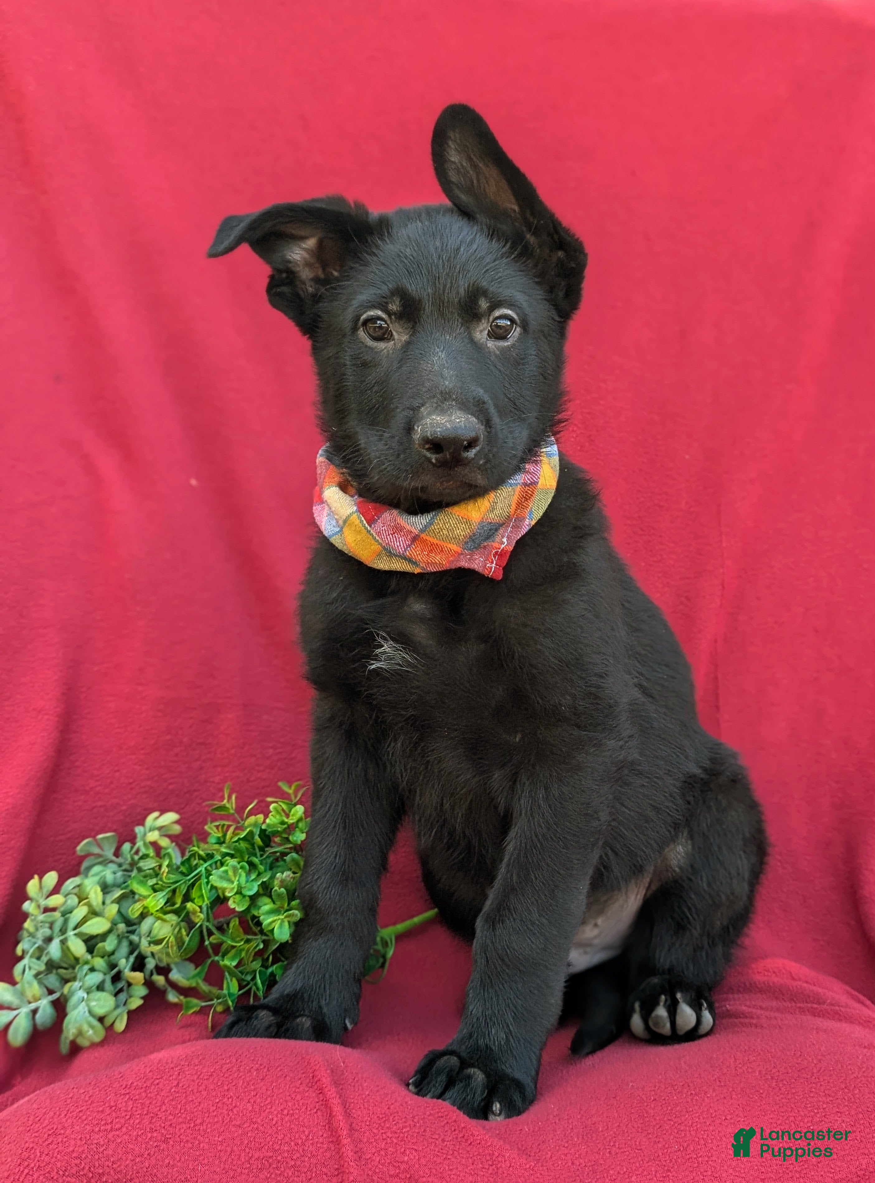 German Shepherd dogs Maverick - Ad 1