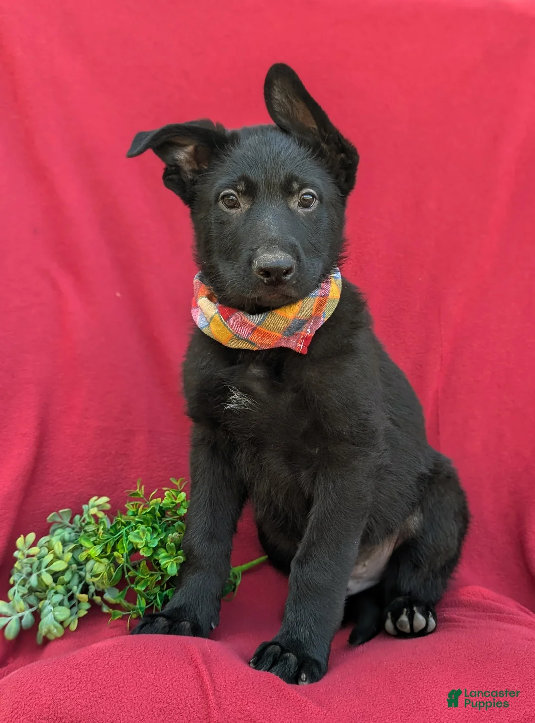 German Shepherd dogs for sale: Maverick - Ad 1