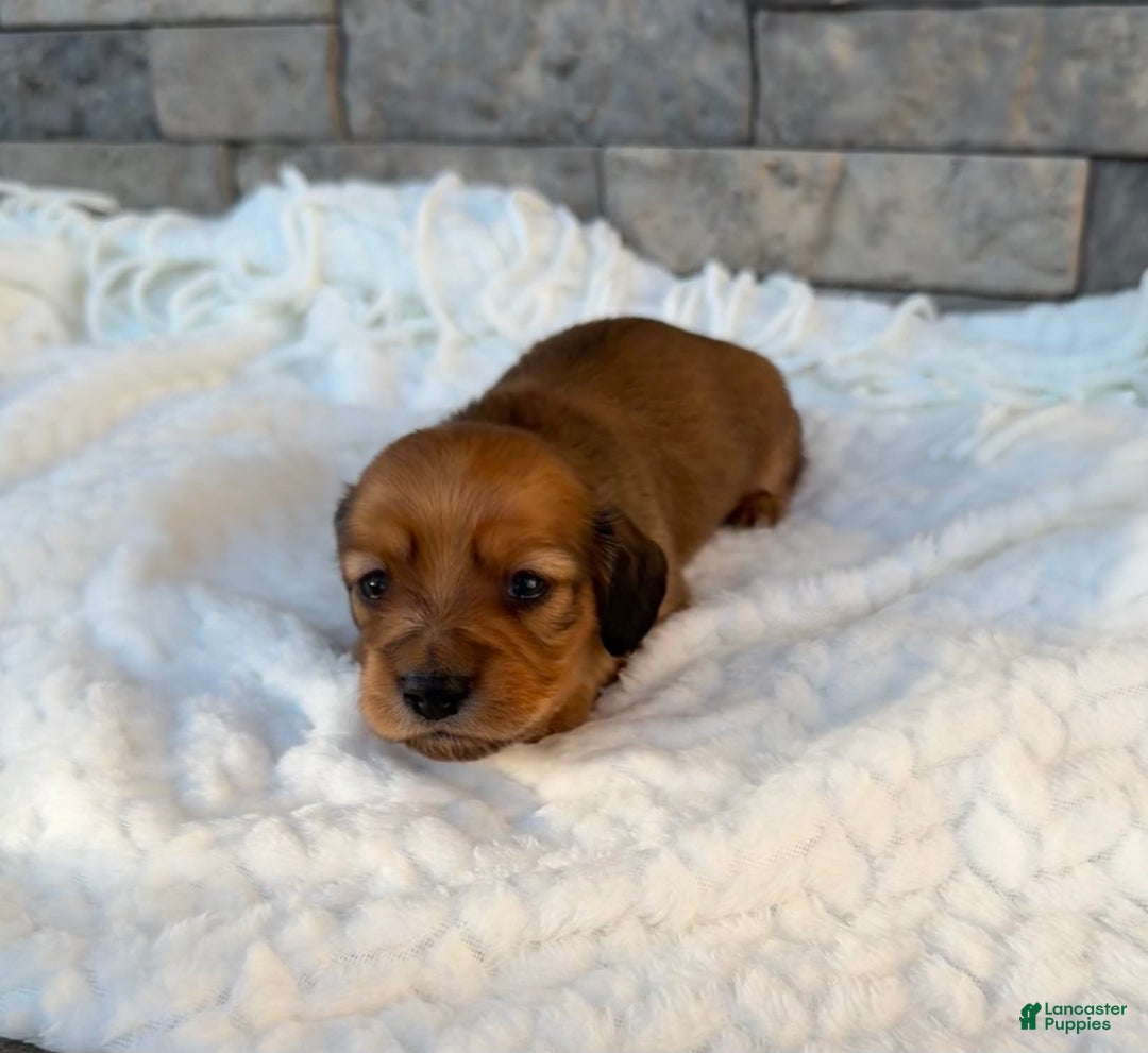 Miniature Dachshund dogs for sale: Coco - Ad 2