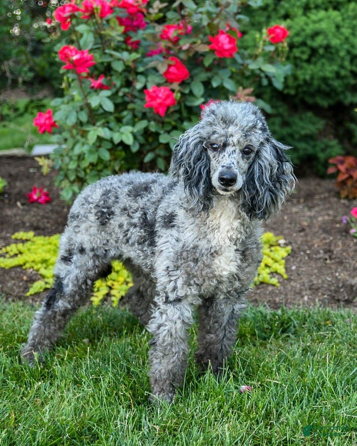 Miniature Poodle dogs for sale: Queenie - Ad 6