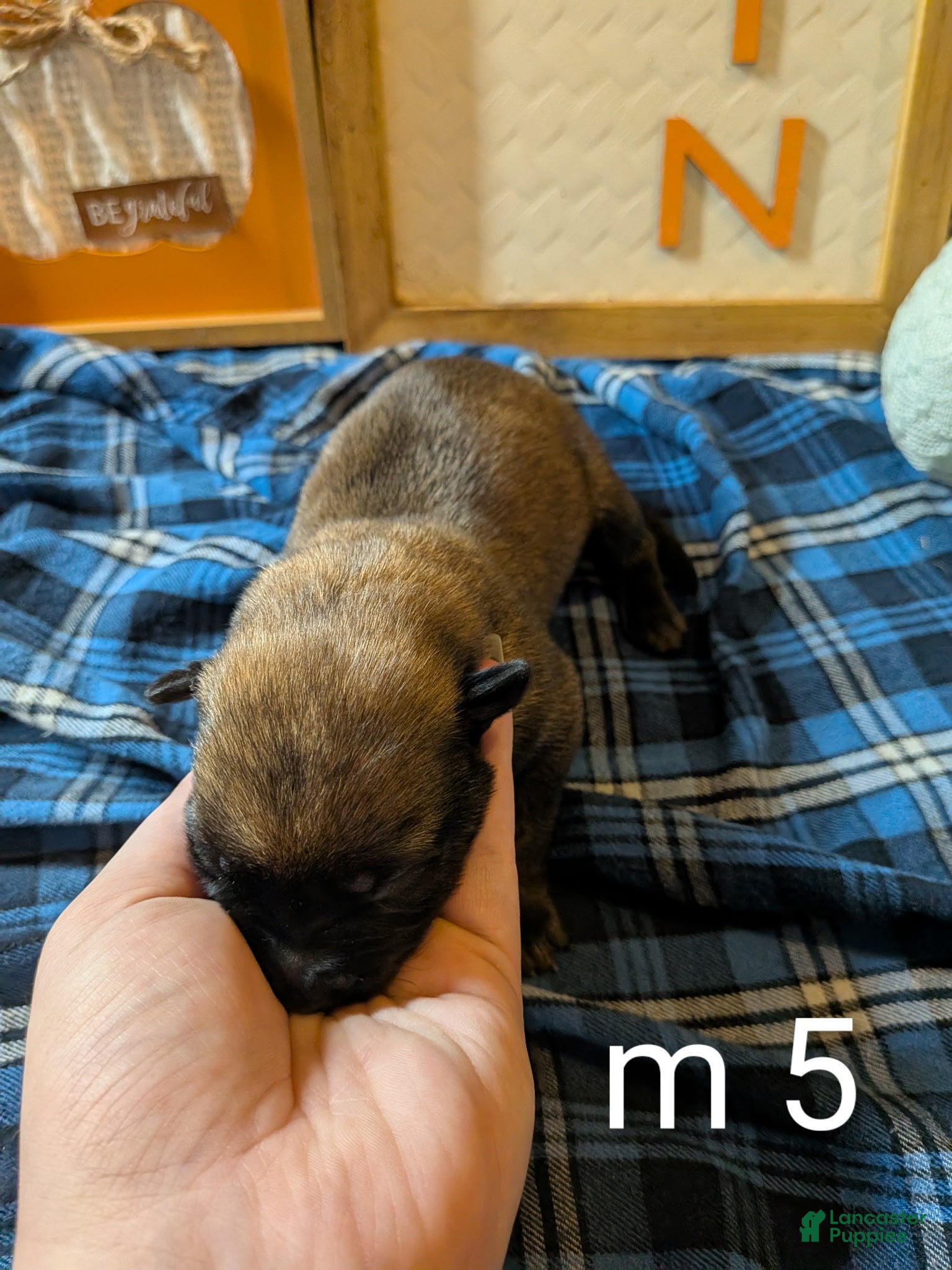 Belgian Malinois dogs Belgian Malinois Puppy 5 - Ad 30