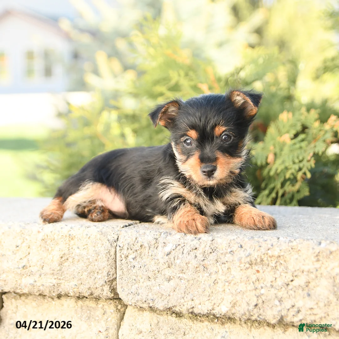 Yorkshire Terrier dogs for sale: Ziggy - Ad 3