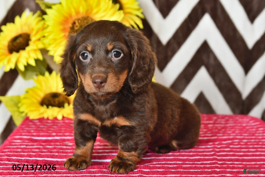 Miniature Dachshund dogs for sale: Olivia - Ad 1