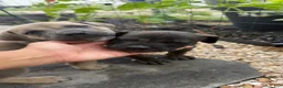 South African Boerboels dogs for sale: Blue - Ad 5