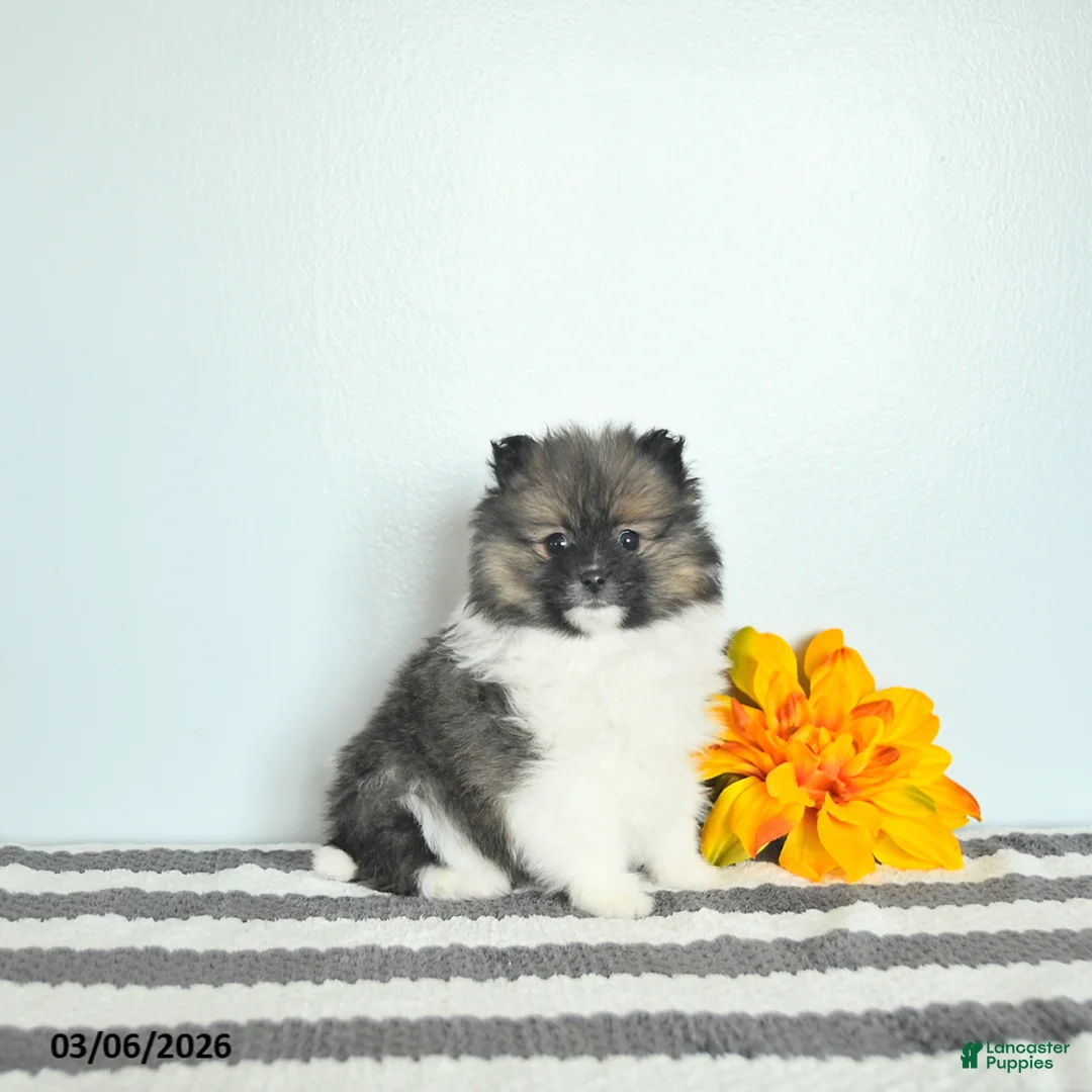 Pomeranian dogs for sale: Bandit EXTRA SMALL - Ad 1