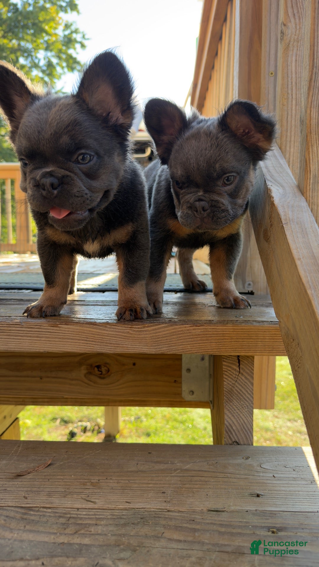 French Bulldog dogs Seven Jr - Ad 1