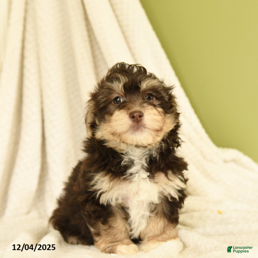 Havanese dogs for sale: Dakota - Ad 3