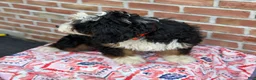 Mixed Breed dogs for sale: Dolly - Ad 3