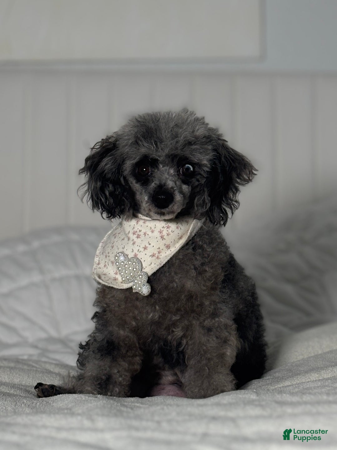 Toy Poodle dogs for sale: Blizzard - Ad 6