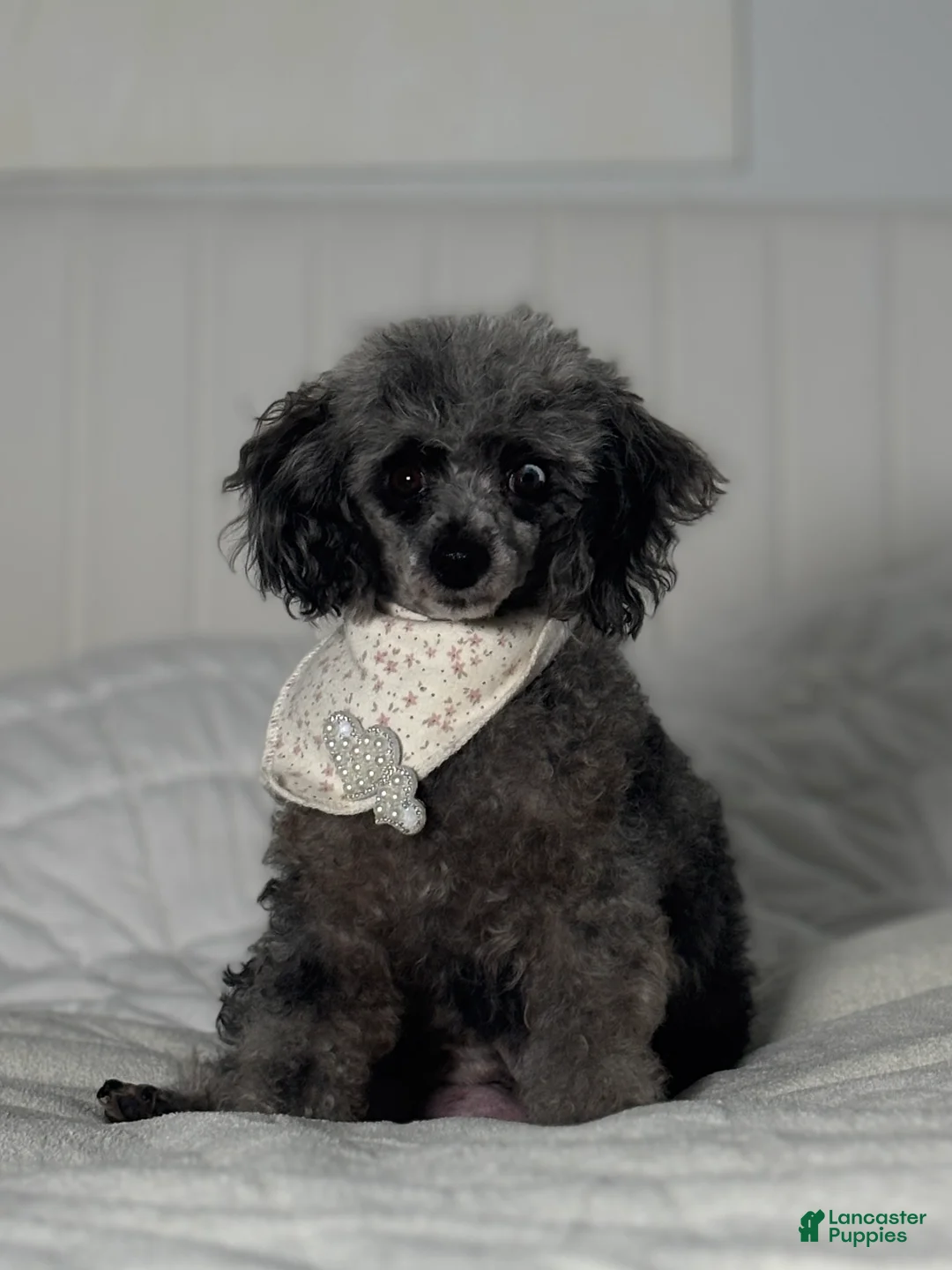 Toy Poodle dogs for sale: Blizzard - Ad 10