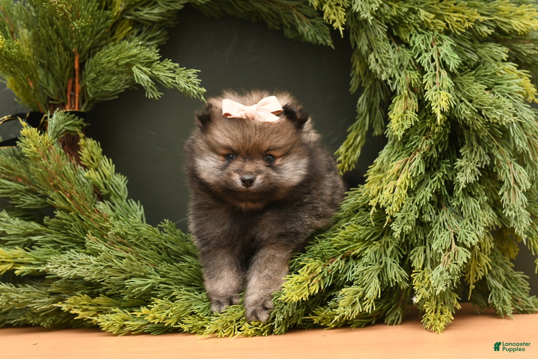 Pomeranian dogs for sale: Calli - Ad 6