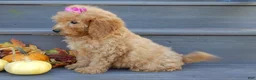 Mini Goldendoodle dogs for sale: Sheila - Ad 3