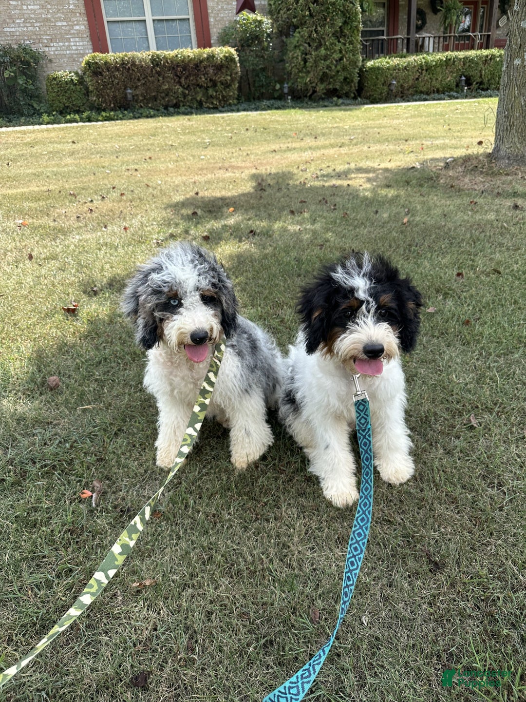 Mini Bernedoodle dogs for sale: Ben - Ad 4