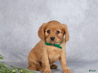 Miniature Golden Retriever dogs - Ad 7