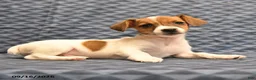 Jack Russell Terrier dogs for sale: Lydia - Ad 5