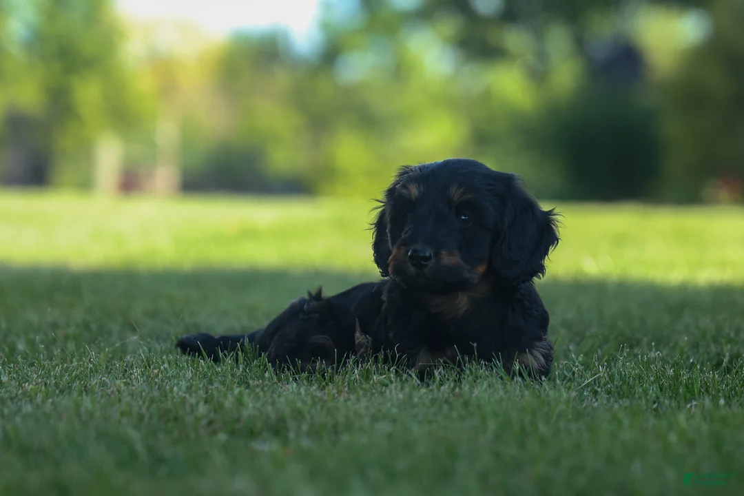 Miniature Dachshund dogs for sale: Harley  🦴🐶 - Ad 2