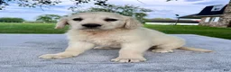 Golden Retriever dogs for sale: Gunner - Ad 4