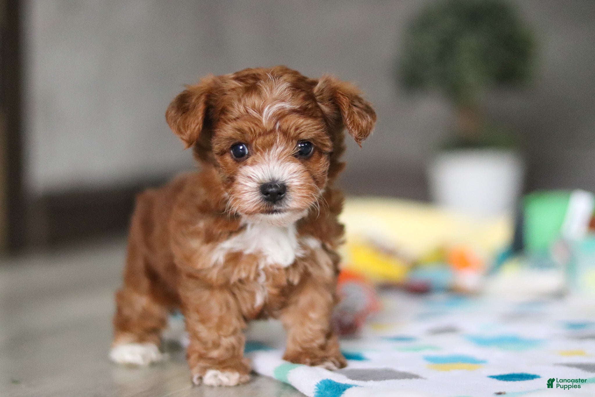 Yorkiepoo dogs Mason - Ad 1