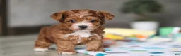 Yorkiepoo dogs for sale: Mason - Ad 1
