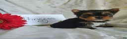 Yorkshire Terrier dogs for sale: Princess - Ad 2
