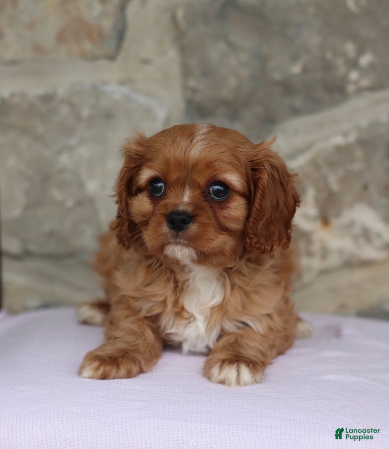 Cavalier King Charles Spaniel dogs Harley - Ad 1