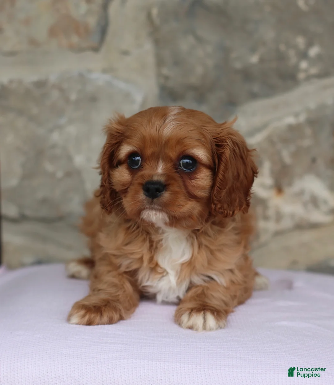 Cavalier King Charles Spaniel dogs for sale: Harley - Ad 1